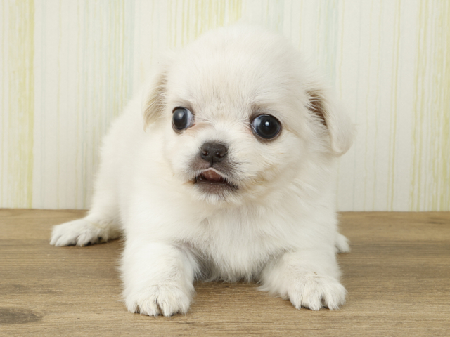 ペキニーズ チワワ ミックス 広島本通店 P S First 子犬や子猫を最優先に考えたペットショップ