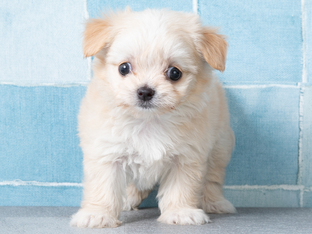 マルチーズ チワワ ミックス Petemoレイクタウンmori店 P S First 子犬や子猫を最優先に考えたペットショップ マルチーズ チワワ ミックス Petemoレイクタウンmori店 P S First 子犬や子猫を最優先に考えたペットショップ