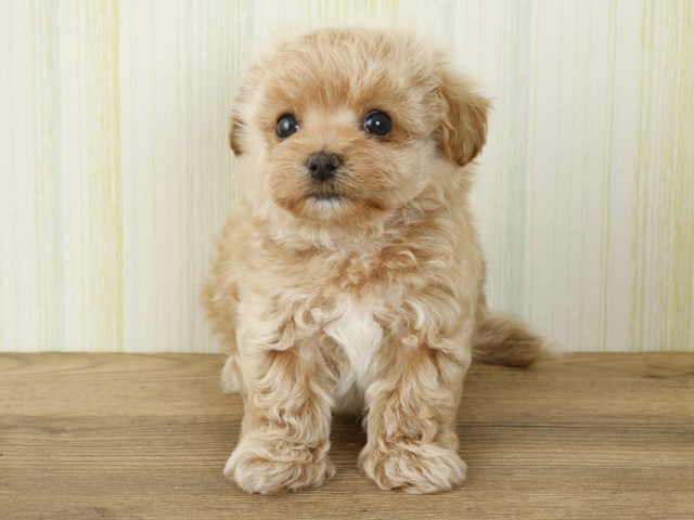 マルチーズ トイプードル ミックス ららぽーとtokyo Bay店 P S First 子犬や子猫を最優先に考えたペットショップ