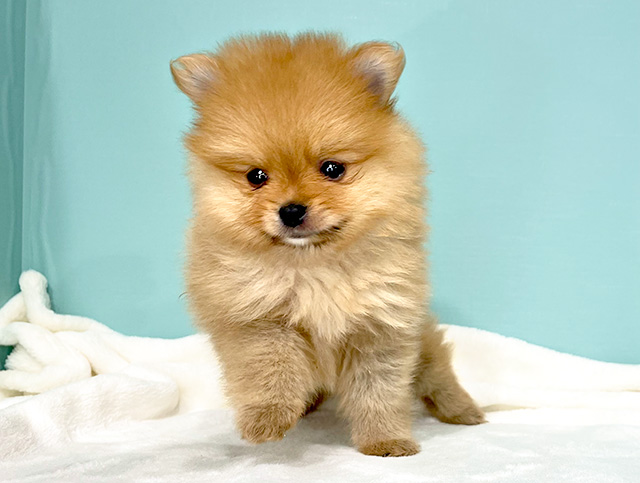 ポメラニアン 茶屋町店 P S First 子犬や子猫を最優先に考えたペットショップ