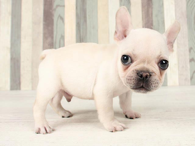 フレンチブルドッグ 広尾店 P S First 子犬や子猫を最優先に考えたペットショップ