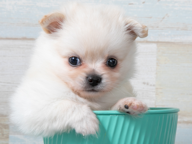 チワワ ポメラニアン ミックス 川崎店 P S First 子犬や子猫を最優先に考えたペットショップ