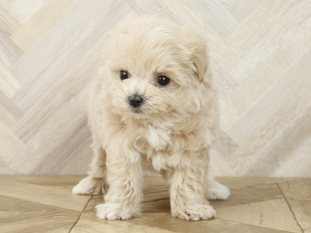 マルチーズ トイプードル ミックス ららぽーとtokyo Bay店 P S First 子犬や子猫を最優先に考えたペットショップ