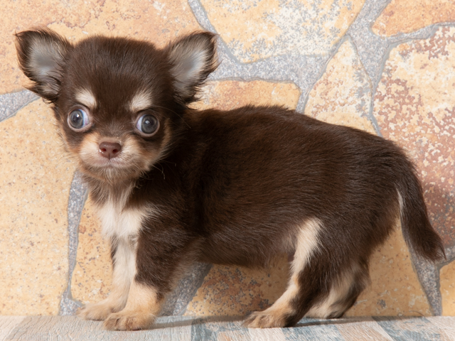 チワワ ロング 新宿店 P S First 子犬や子猫を最優先に考えたペットショップ