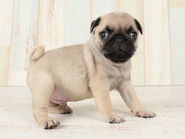 パグ 横浜駅前店 P S First 子犬や子猫を最優先に考えたペットショップ