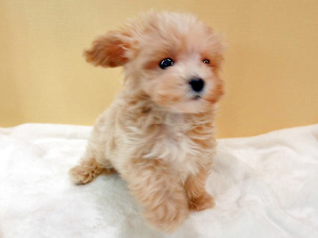 トイプードル マルチーズ ミックス 神戸元町店 P S First 子犬や子猫を最優先に考えたペットショップ