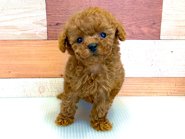 トイプードル タイニープードル 心斎橋本店 P S First 子犬や子猫を最優先に考えたペットショップ