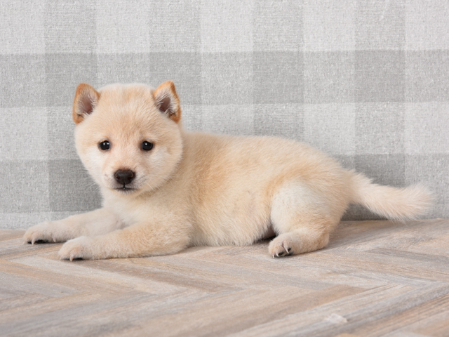 豆柴 横浜駅前店 P S First 子犬や子猫を最優先に考えたペットショップ