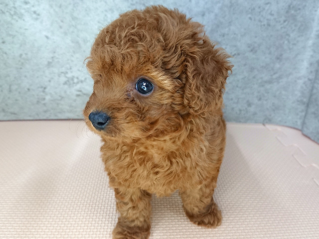 トイプードル チワワ ミックス 福岡天神店 P S First 子犬や子猫を最優先に考えたペットショップ