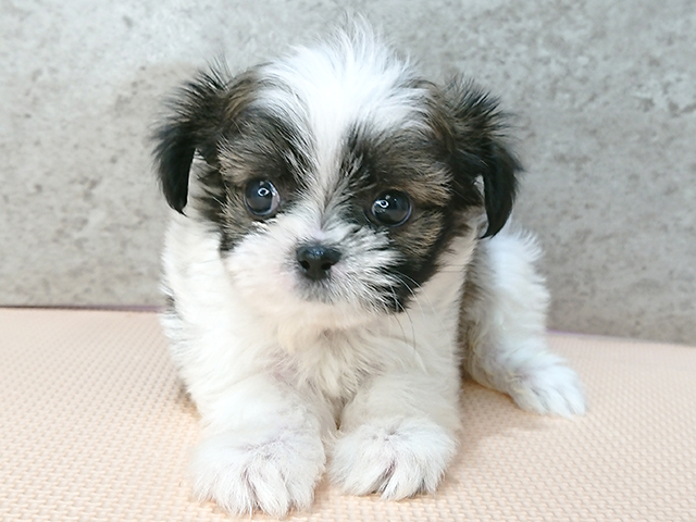 チワワ シーズー ミックス 福岡天神店 P S First 子犬や子猫を最優先に考えたペットショップ