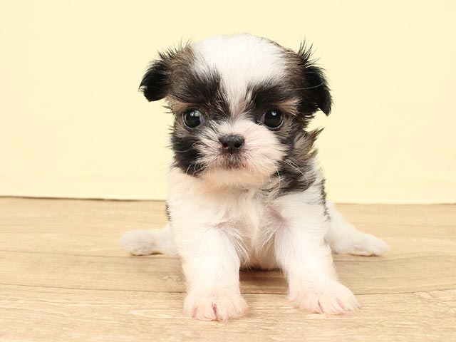 チワワ シーズー ミックス ららぽーとtokyo Bay店 P S First 子犬や子猫を最優先に考えたペットショップ