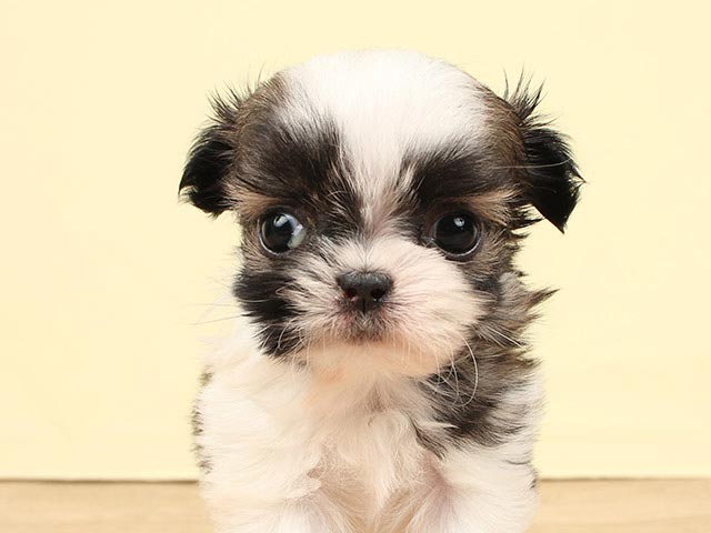 チワワ シーズー ミックス ららぽーとtokyo Bay店 P S First 子犬や子猫を最優先に考えたペットショップ