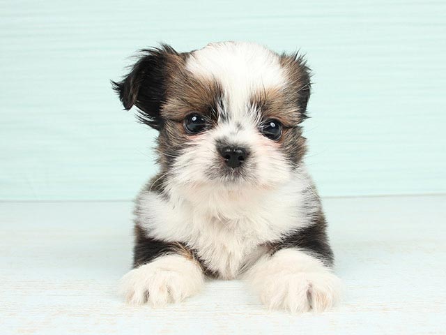 チワワ シーズー ミックス 日吉津店 P S First 子犬や子猫を最優先に考えたペットショップ