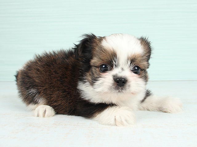 チワワ シーズー ミックス 日吉津店 P S First 子犬や子猫を最優先に考えたペットショップ