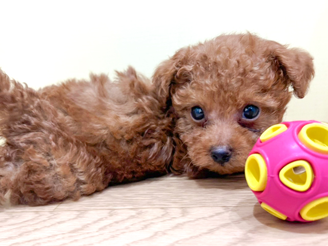 トイプードル タイニープードル 神戸三宮店 P S First 子犬や子猫を最優先に考えたペットショップ