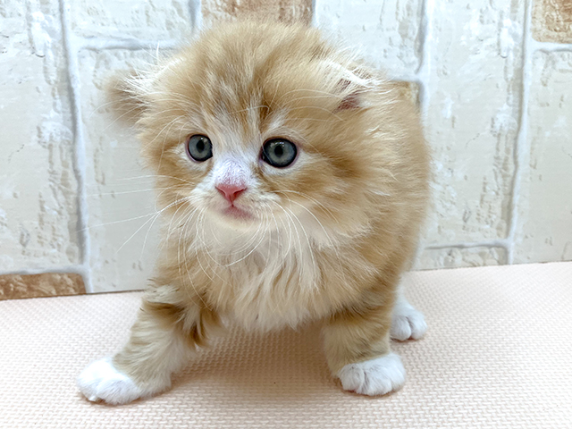 スコティッシュフォールド お台場店 P S First 子犬や子猫を最優先に考えたペットショップ