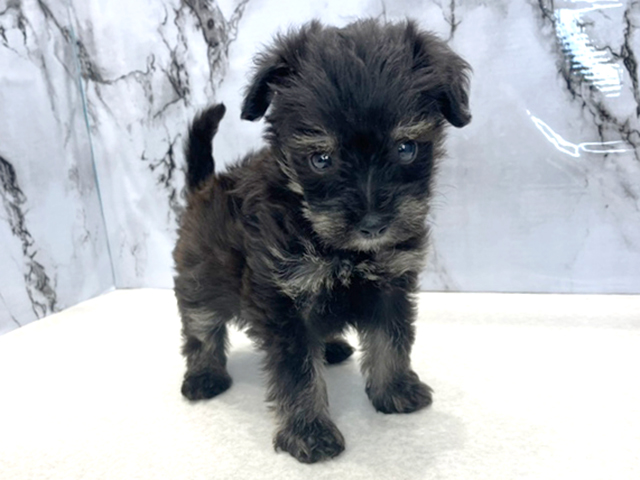 トイプードル ミニチュアシュナウザー ミックス 筑紫野店 P S First 子犬や子猫を最優先に考えたペットショップ