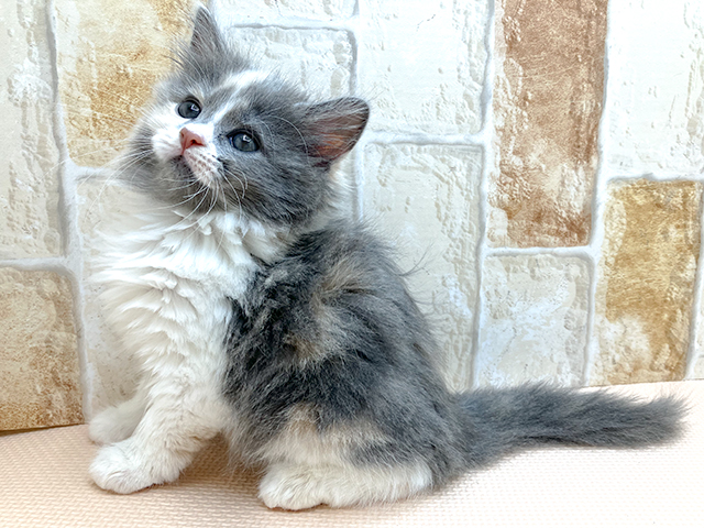 ラガマフィン お台場店 P S First 子犬や子猫を最優先に考えたペットショップ