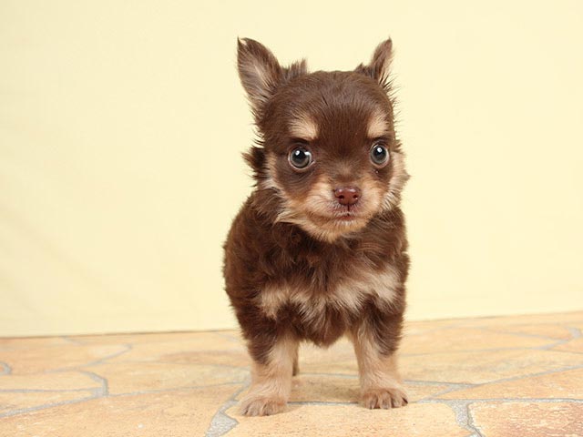 チワワ ロング 吉祥寺サンロード店 P S First 子犬や子猫を最優先に考えたペットショップ