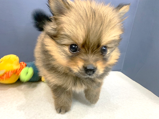 広島本通店 広島県のペットショップ P S First 子犬や子猫を最優先に考えたペットショップ