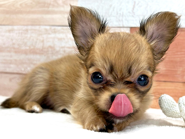 チワワ ロング 福津店 P S First 子犬や子猫を最優先に考えたペットショップ