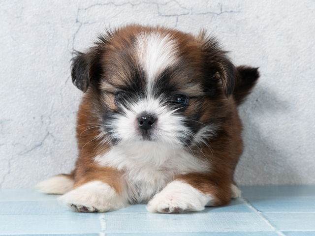 チワワ シーズー ミックス Petemoレイクタウンmori店 P S First 子犬や子猫を最優先に考えたペットショップ