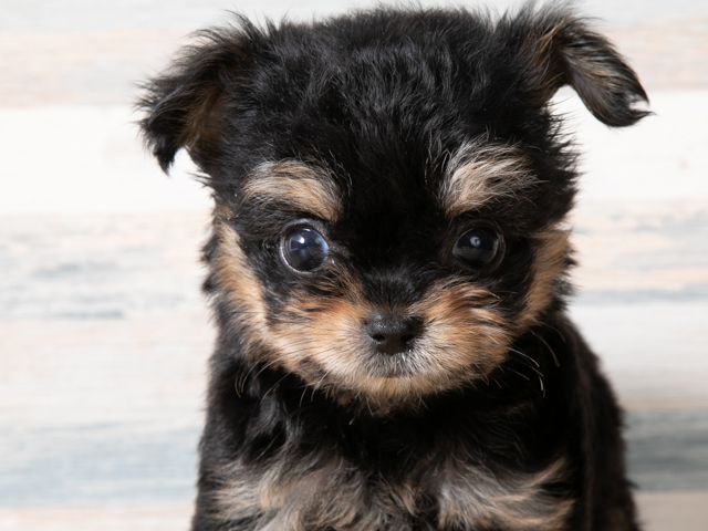 チワワ トイプードル ミックス Petemoレイクタウンmori店 P S First 子犬や子猫を最優先に考えたペットショップ