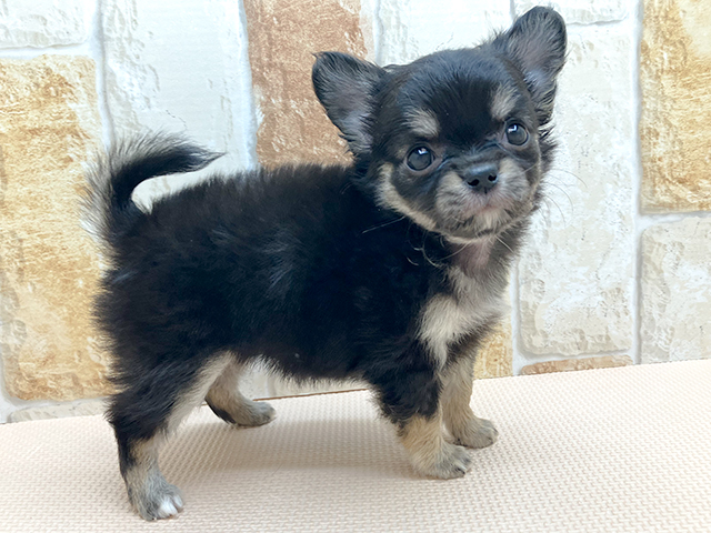 チワワ ロング お台場店 P S First 子犬や子猫を最優先に考えたペットショップ