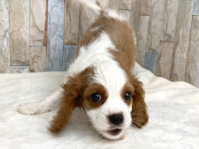 キャバリアキングチャールズスパニエル 高崎店 P S First 子犬や子猫を最優先に考えたペットショップ