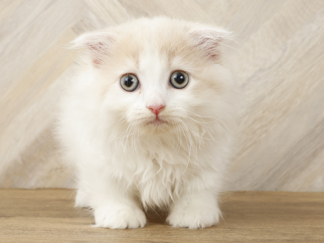 マンチカン カインズ浦和美園店 P S First 子犬や子猫を最優先に考えたペットショップ
