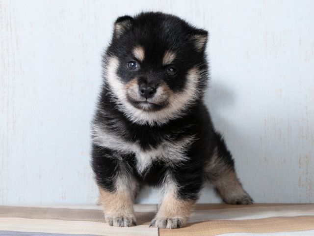 豆柴 おゆみ野店 P S First 子犬や子猫を最優先に考えたペットショップ