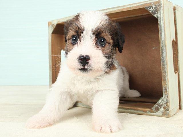 かわいい子犬の男性ジャックラッセルテリアは灰色のニットベッドカバーホームの快適さの上に横たわっている イタリアのストックフォトや画像を多数ご用意 Istock 子犬かわいい子犬動物男性 Greytank トップ Wellcoda Cosmetic Solutions Ru