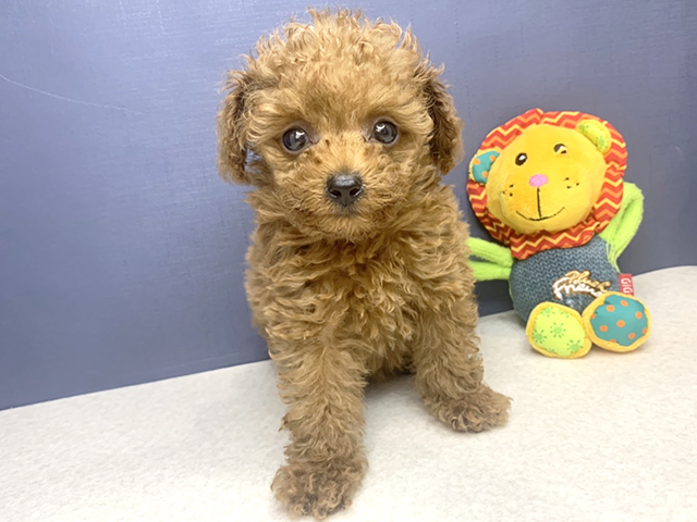 トイプードル ティーカッププードル 広島本通店 P S First 子犬や子猫を最優先に考えたペットショップ