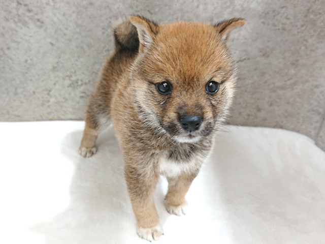福岡天神店 福岡県のペットショップ P S First 子犬や子猫を最優先に考えたペットショップ