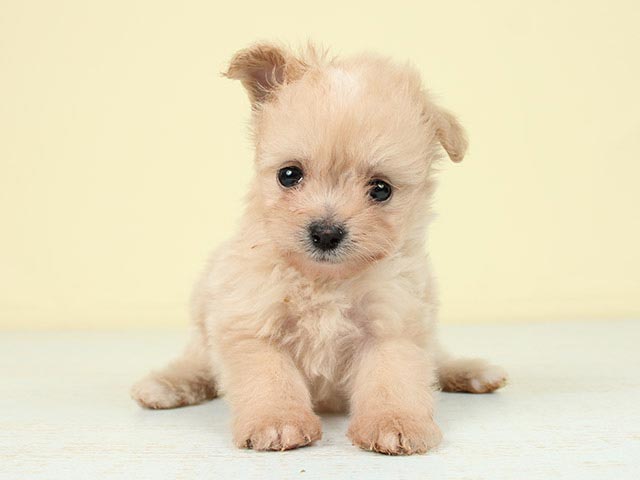 ポメラニアン トイプードル ミックス 川崎店 P S First 子犬や子猫を最優先に考えたペットショップ