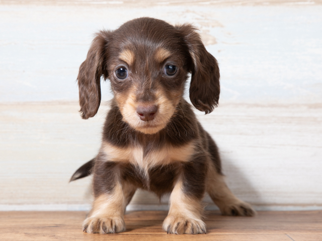 広島本通店 広島県のペットショップ P S First 子犬や子猫を最優先に考えたペットショップ