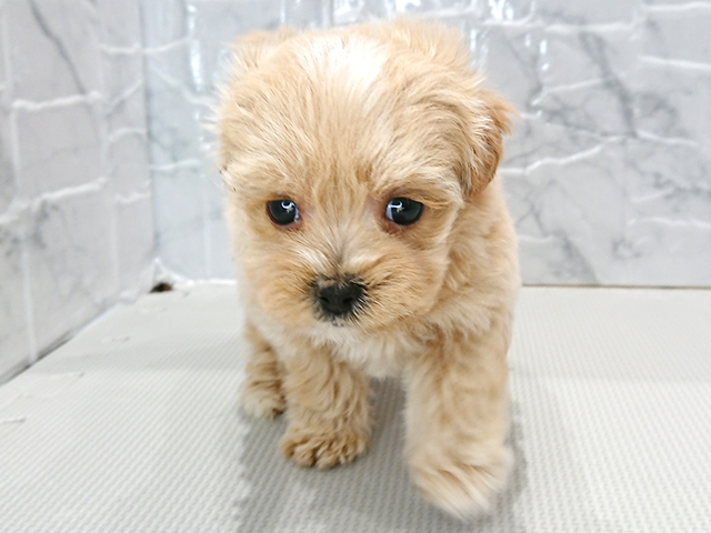 マルチーズ トイプードル ミックス 流山おおたかの森店 P S First 子犬や子猫を最優先に考えたペットショップ