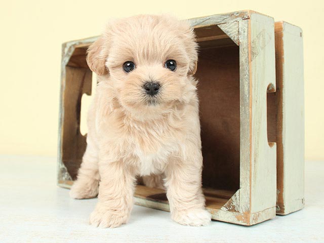 マルチーズ トイプードル ミックス 原宿店 P S First 子犬や子猫を最優先に考えたペットショップ