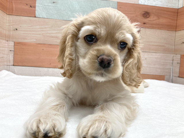 アメリカンコッカースパニエル 茅ヶ崎店 P S First 子犬や子猫を最優先に考えたペットショップ