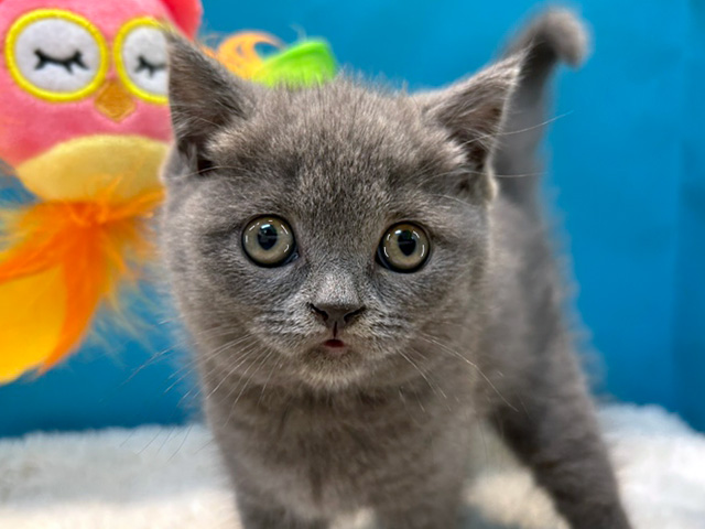 灰色のペルシャ猫 草 赤ちゃん 子猫 イギリス ブリティッシュショートヘア Hdデスクトップの壁紙 Wallpaperbetter ファッショナブルなゴールデンショートヘアキャップdt522 Studio Ellis Be