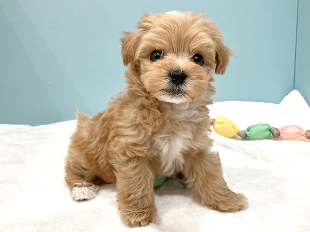 トイプードル マルチーズ ミックス 難波店 P S First 子犬や子猫を最優先に考えたペットショップ