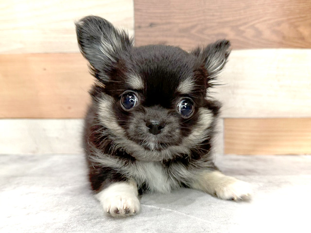 富士宮店 静岡県イオン富士宮ショッピングセンター1階 ペテモ内のペットショップ P S First 子犬や子猫を最優先に考えたペットショップ