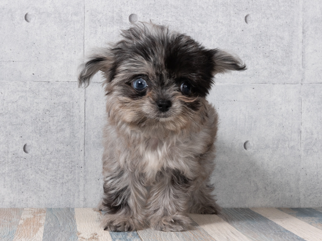 チワワ トイプードル ミックス 恵比寿店 P S First 子犬や子猫を最優先に考えたペットショップ