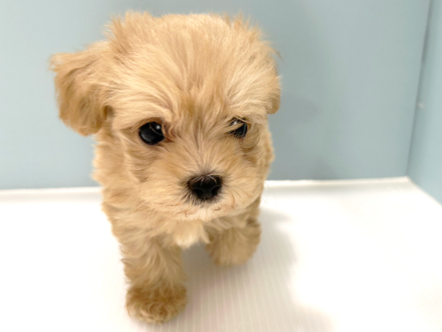 マルチーズ トイプードル ミックス 神戸三宮センター街店 P S First 子犬や子猫を最優先に考えたペットショップ