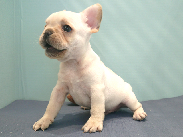 フレンチブルドッグ 梅田店 P S First 子犬や子猫を最優先に考えたペットショップ