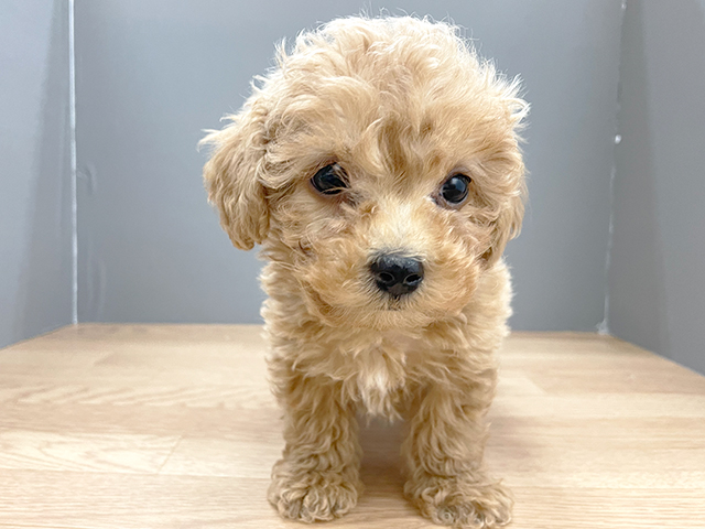 トイプードル マルチーズ ミックス 久里浜店 P S First 子犬や子猫を最優先に考えたペットショップ