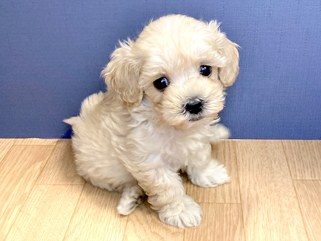 マルチーズ トイプードル ミックス 茅ヶ崎店 P S First 子犬や子猫を最優先に考えたペットショップ