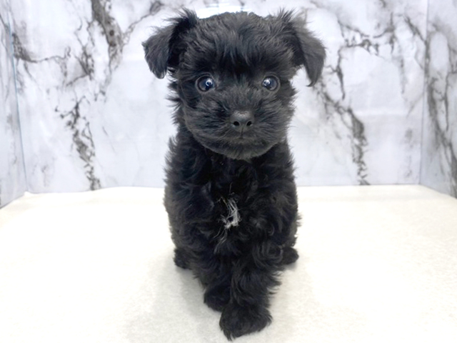 トイプードル ヨークシャーテリア ミックス 筑紫野店 P S First 子犬や子猫を最優先に考えたペットショップ