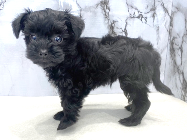 トイプードル ヨークシャーテリア ミックス 筑紫野店 P S First 子犬や子猫を最優先に考えたペットショップ