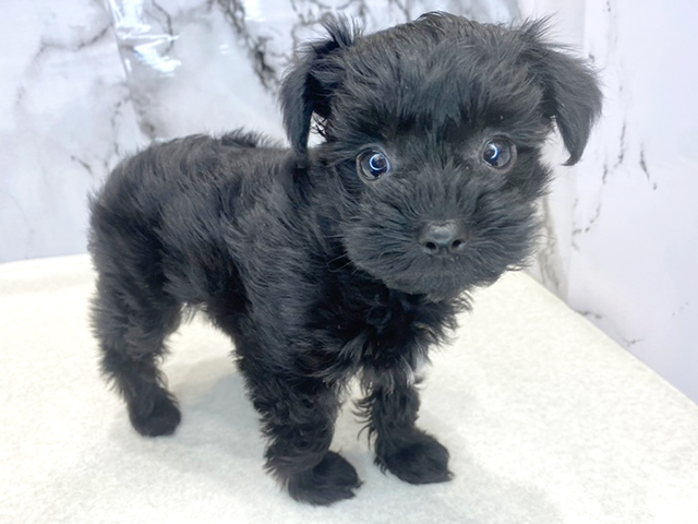 トイプードル ヨークシャーテリア ミックス 筑紫野店 P S First 子犬や子猫を最優先に考えたペットショップ